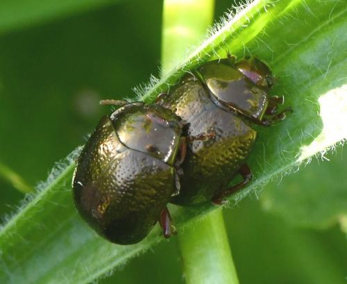 Réf. 219 626 : Chrysolina bankii